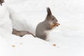 Little gray squirrel eating nuts on the snow Royalty Free Stock Photo