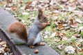 Little gray squirrel sitting on concrete curb and eating nut Royalty Free Stock Photo