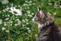 Little gray-white fluffy kitten on green grass looks at a chamomile. Funny domestic animals. Royalty Free Stock Photo
