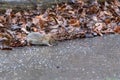 Little gray wild rat on a leaf looking for food Royalty Free Stock Photo