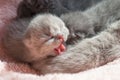 Little gray yawning kitten. Close-up. Pink background. Scottish Cat Pink Tongue Royalty Free Stock Photo