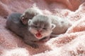 Little gray yawning kitten. Close-up. Pink background. Scottish Cat Pink Tongue Royalty Free Stock Photo