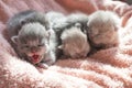 Little gray yawning kitten. Close-up. Pink background. Scottish Cat Pink Tongue Royalty Free Stock Photo