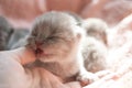 Little gray yawning kitten. Close-up. Pink background. Scottish Cat Pink Tongue Royalty Free Stock Photo