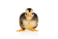 Little gray - yellow chicken Royalty Free Stock Photo