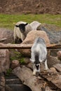 Little great goat and sheep Royalty Free Stock Photo