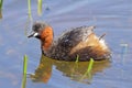 Little Grebe