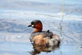 Little Grebe Royalty Free Stock Photo