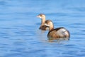 Little grebe Royalty Free Stock Photo
