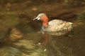 Little grebe