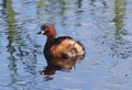 Little grebe