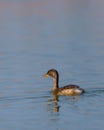 The little grebe bird, also known as dabchick in the lake Royalty Free Stock Photo