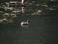 Little grebe chick, Tachybaptus ruficollis. Blackford Pond, Edinburgh