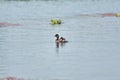 A little grebe or dabchick