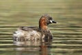 Little grebe or Dabchick, Tachybaptus ruficollis Royalty Free Stock Photo