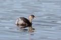 Little grebe or dabchick, Tachybaptus ruficollis Royalty Free Stock Photo