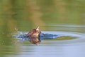 Little Grebe diving in the lake. Tachybaptus ruficollis. a bird diving into the water. Royalty Free Stock Photo