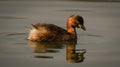 The little Grebe finding foods Royalty Free Stock Photo