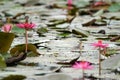 A little grebe flapper swim in a  pink lotus lake Royalty Free Stock Photo