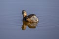 Little Grebe in llobregat delta