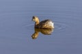 Little Grebe in llobregat delta