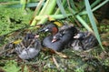 A Little Grebe parent Tachybaptus ruficollis sitting with its three chicks, one of the chicks is cuddled up in the feathers.