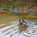 Little Grebe with ruffled feathers.
