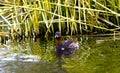 A Little Grebe - Tachbaptus Ruficollis - Looking For Fish and Insects In a Reed Bed Royalty Free Stock Photo