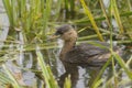 Little Grebe (Tachybaptus ruficollis)