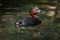 Little grebe (Tachybaptus ruficollis). Royalty Free Stock Photo