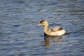 Little grebe or Tachybaptus ruficollis bird closeup or portrait floating alone in natural blue shallow water or wetland of Royalty Free Stock Photo