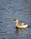 Little grebe or Tachybaptus ruficollis bird closeup or portrait floating alone in natural blue shallow water or wetland of Royalty Free Stock Photo