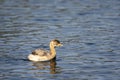 Little grebe or Tachybaptus ruficollis bird closeup or portrait floating alone in natural blue shallow water or wetland of Royalty Free Stock Photo