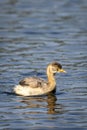 Little grebe or Tachybaptus ruficollis bird closeup or portrait floating alone in natural blue shallow water or wetland of Royalty Free Stock Photo