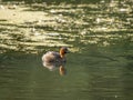 Little grebe, Tachybaptus ruficollis. Blackford Pond, Edinburgh