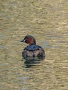 Little grebe, Tachybaptus ruficollis. Blackford Pond, Edinburgh