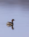 Little grebe (Tachybaptus ruficollis), Dehtar pond, Southern Bohemia, Czech Republic