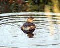 Little Grebe Tachybaptus ruficollis