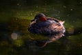 Little grebe, Tachybaptus ruficollis, family of water birds. Bird in the green water surface. dabchick from Germany in Europe,