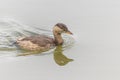 Little Grebe Tachybaptus ruficollis floating on water