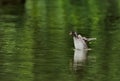 Little Grebe Tachybaptus ruficollis