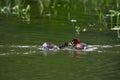 Little Grebe Tachybaptus ruficollis