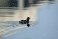 Little grebe, Tachybaptus ruficollis, Rajarhat