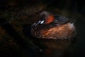 Little grebe, Tachybaptus ruficollis, small duck, detail head portrait. Wildlife scene from nature. Close-up beautifil water bird Royalty Free Stock Photo