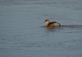 Little grebe or Tachybaptus ruficollis is a small water bird. Royalty Free Stock Photo