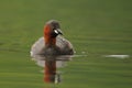 Little Grebe (Tachybaptus Ruficollis)