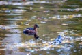 Little Grebe (Tachybaptus ruficollis) in St. Phoenix Park, Dublin