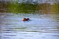 Little Grebe (Tachybaptus ruficollis) in St. Phoenix Park, Dublin