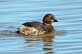 Little Grebe - Tachybaptus ruficollis