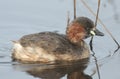 A Little Grebe (Tachybaptus ruficollis) swimming on a lake hunting for food.